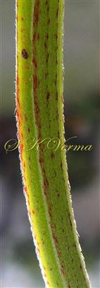  Stem